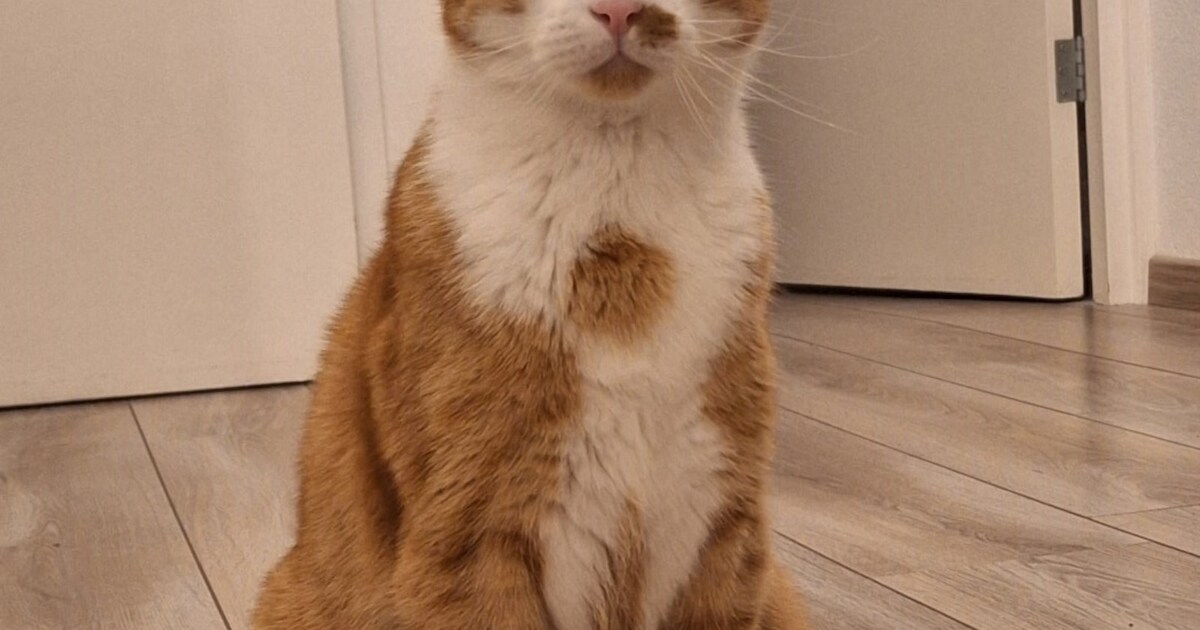 Heb jij Bailey, Stip of Tori gezien? Deze vier huisdieren worden in Gorinchem vermist