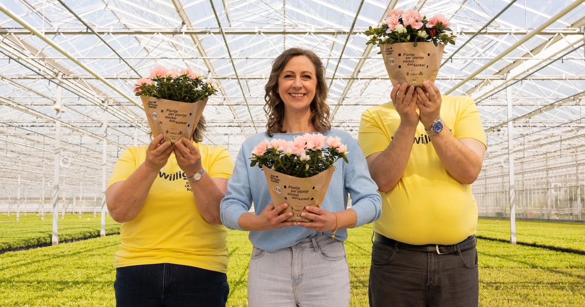 Gemeente Stabroek verkoopt azalea’s voor Kom op tegen Kanker