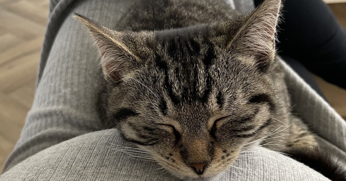 Heb jij Lizzy of Moos gezien? Deze twee huisdieren worden in Ermelo vermist