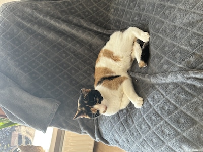 Heb jij Sonic, Bobbie of Yoshi gezien? Deze drie huisdieren worden in Kampen vermist