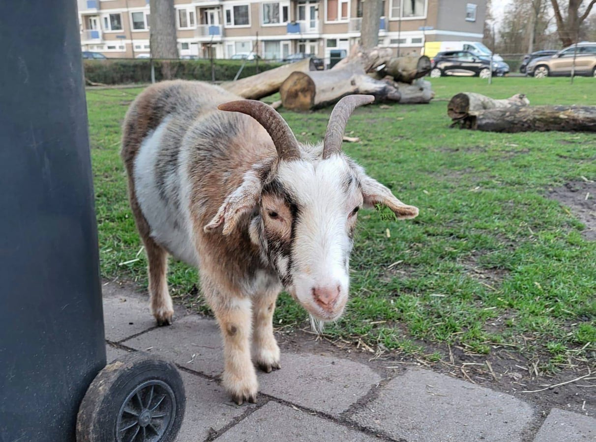 bij-dierenhoek-t-sparretje-in-maassluis-zouden-jongeren-schapen-en-geiten-opjagen-en-mishandelen