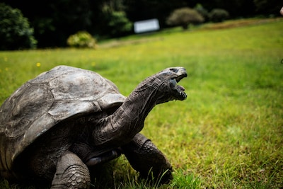 Oudste levende schildpad kan mensen helpen ouder te worden: ‘Zou een enorme doorbraak zijn’