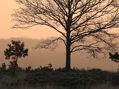Winterwandeling zoekt voorjaarstekenen bij De Ginkel