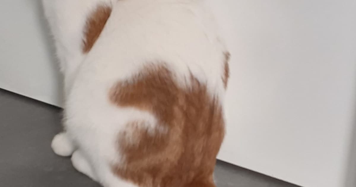 Heb jij Tessa of Moezel gezien? Deze twee huisdieren worden in Opsterland vermist
