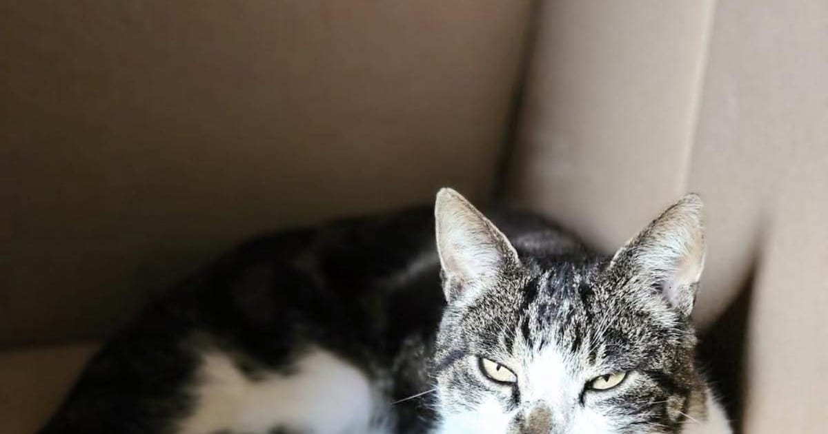 Heb jij Panter, Macho of Geertje gezien? Deze drie huisdieren worden in Oldambt vermist