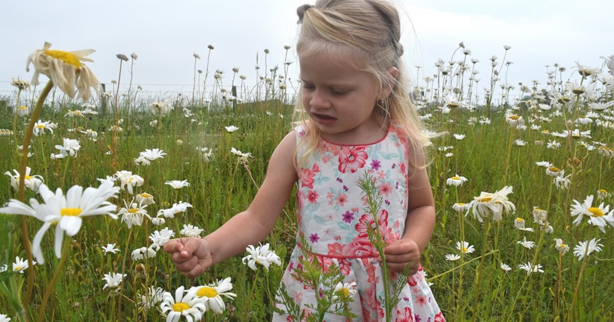 Hoeksche Waardse dijk omgetoverd tot proeftuin