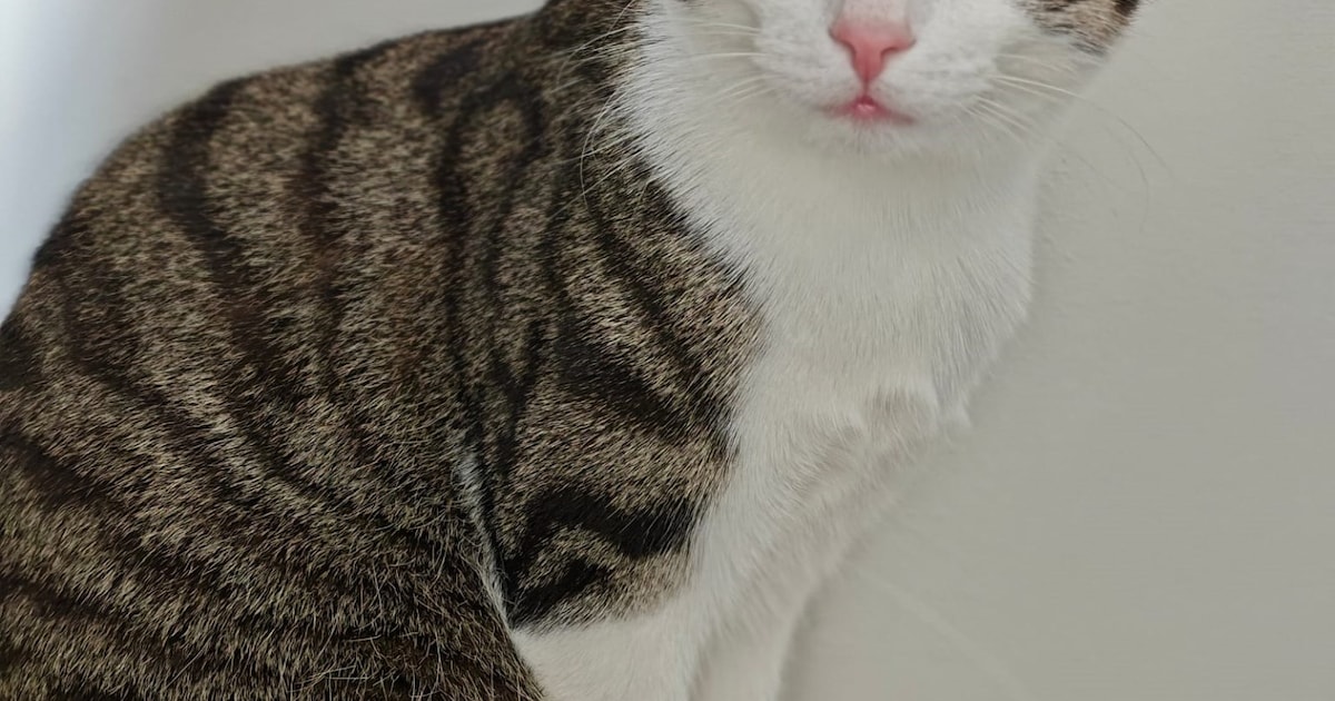 Heb jij Bram of Max gezien? Deze twee huisdieren worden in Zeist vermist