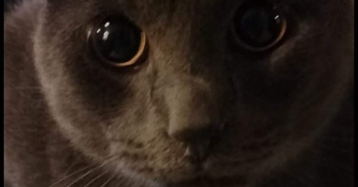 Heb jij Savathatune gezien? Dit huisdier wordt in Midden-Drenthe vermist