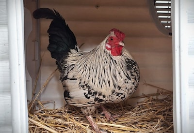 Baasje gezocht: Kermit de haan zoekt nieuwe vriendinnen