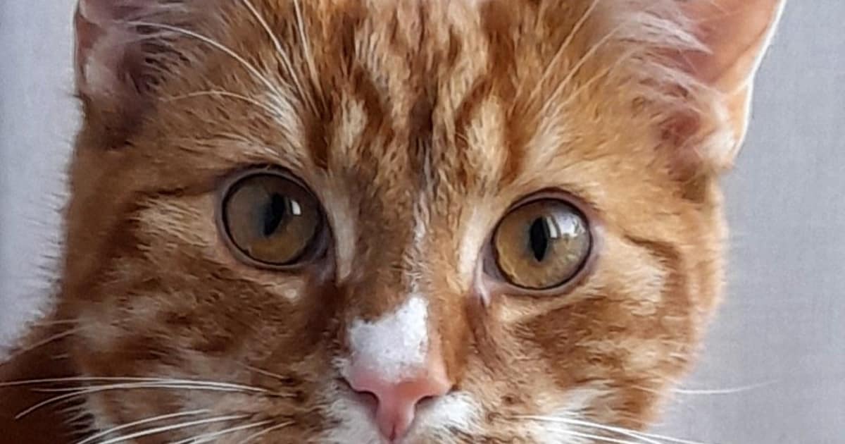 Heb jij Jip gezien? Dit huisdier wordt in Montferland vermist