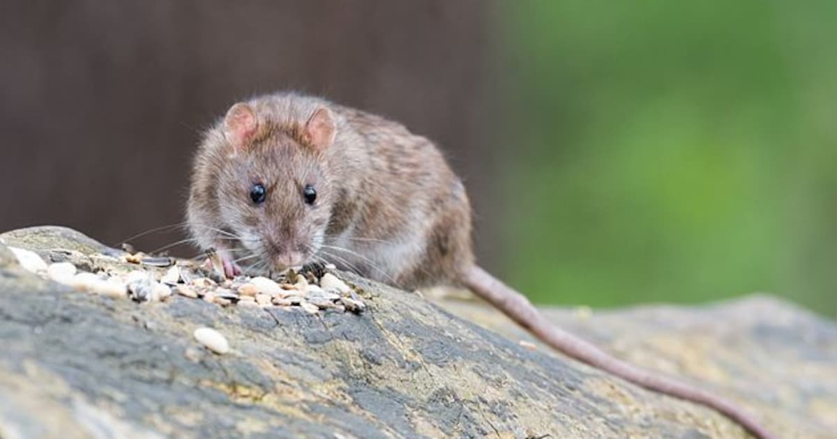Kalmthout waarschuwt voor ratten rond woningen: “Laat geen voedselresten achter in de tuin”