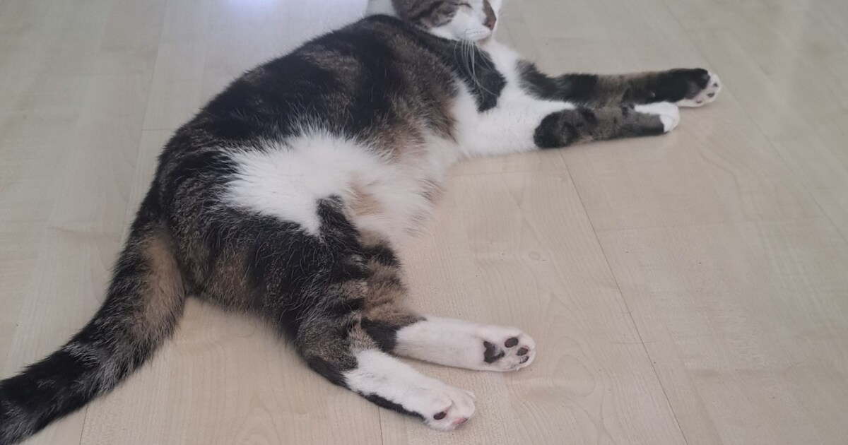 Heb jij Frey of Muppet gezien? Deze twee huisdieren worden in Roermond vermist
