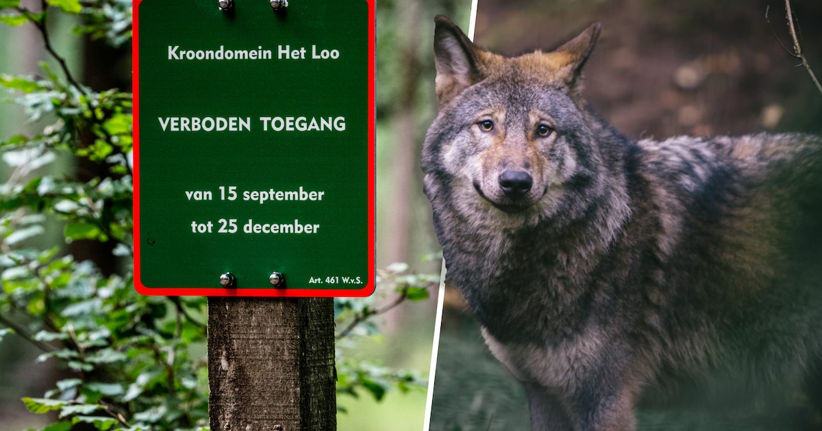 Rustig najaar voor jagers: wolf neemt steeds grotere hap uit wild op ...