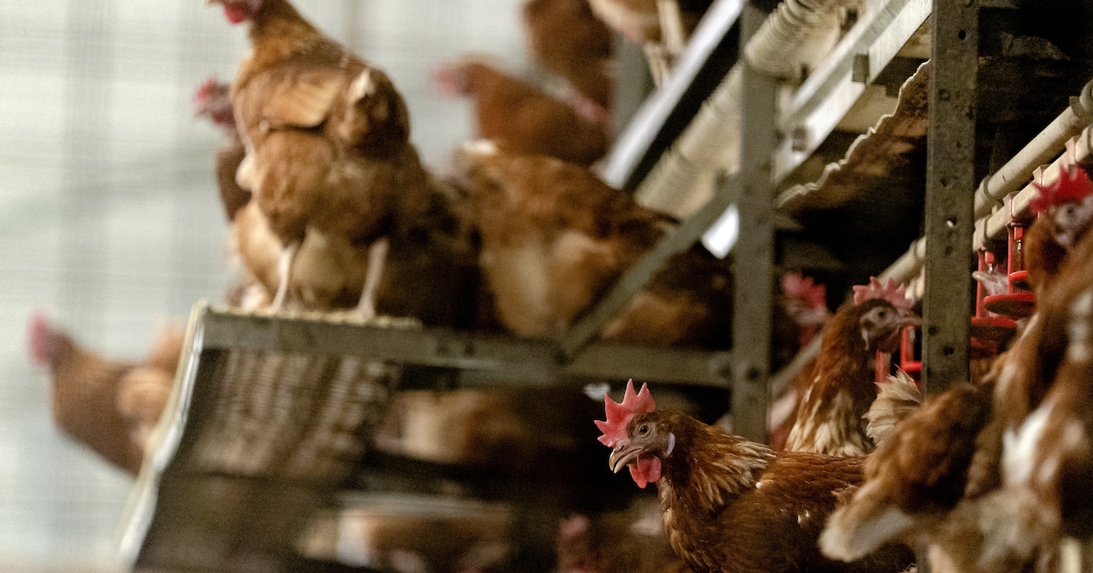 Tienduizenden kippen geruimd in Barneveld vanwege vogelgriep: hoeveel kost dat en wie betaalt dat?