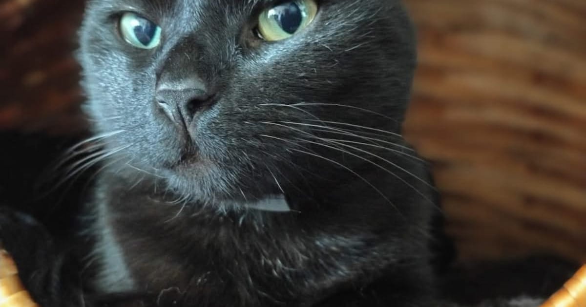 Heb jij Minoes gezien? Dit huisdier wordt in Neder-Betuwe vermist