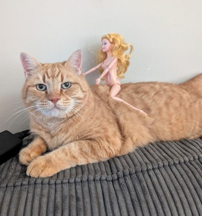 Heb jij Adam, Marly of Babli gezien? Deze 30 huisdieren worden in Rotterdam vermist