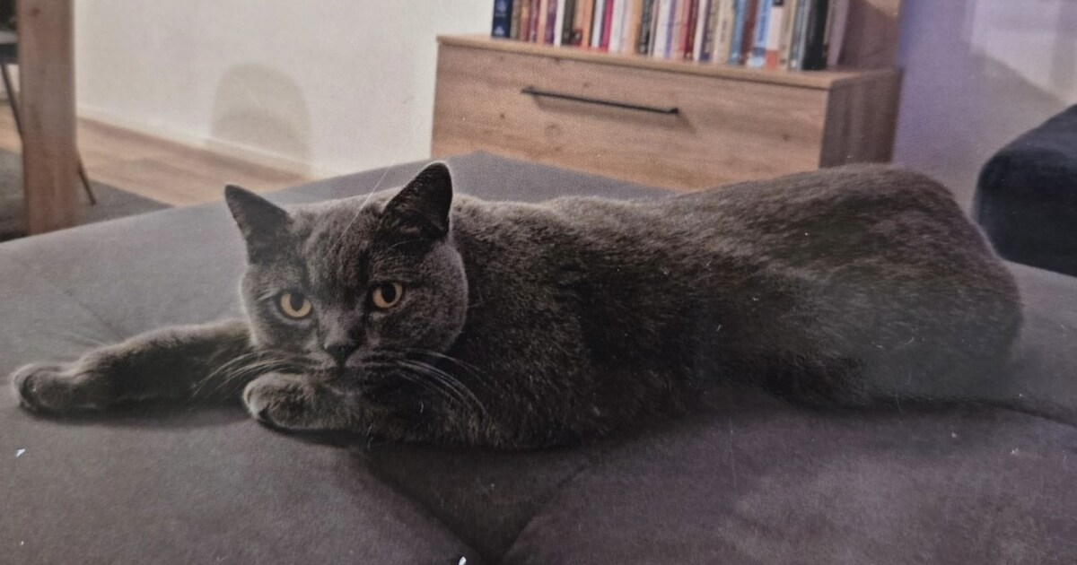 Heb jij Volkan of Snowie gezien? Deze twee huisdieren worden in Vijfheerenlanden vermist