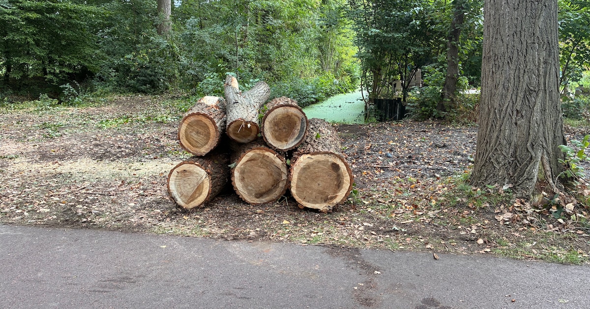 Schrik op volkstuincomplex Thurlede na twee omgevallen bomen: ‘Uiterst verontrustend’