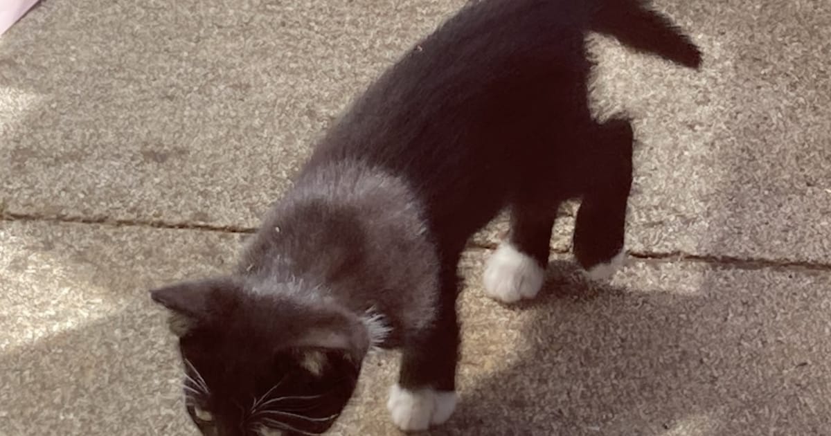 Heb jij Ringo of Oreo gezien? Deze twee huisdieren worden in Veere vermist