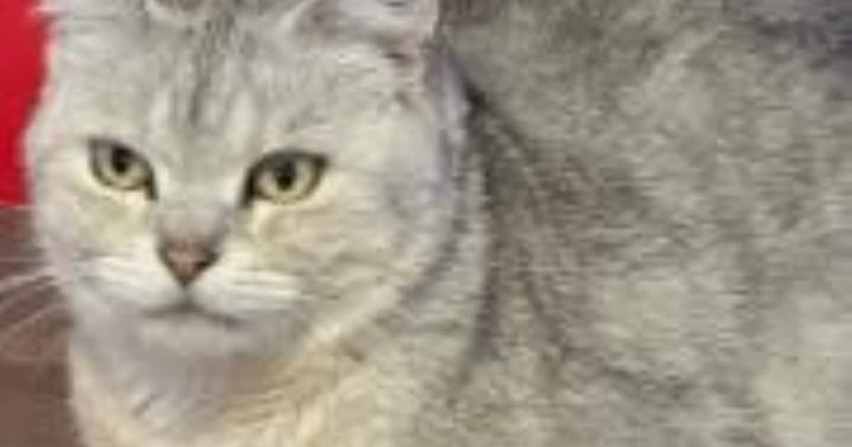 Heb jij Balu, Iris of Buddy gezien? Deze drie huisdieren worden in Nijkerk vermist