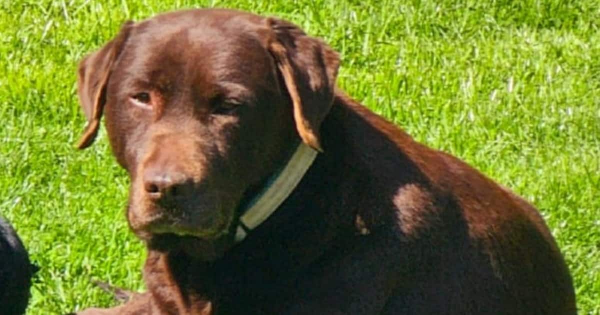 Ze was meer dan een maand vermist na ongeluk baasjes, nu is labrador ...
