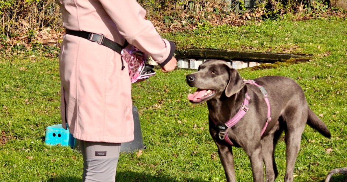 Heb jij Sjoep of Freya gezien? Deze twee huisdieren worden in Gulpen-Wittem vermist
