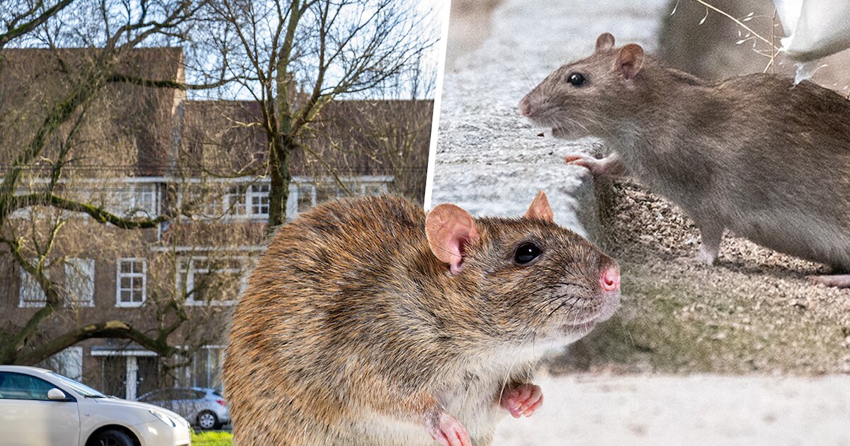Bruine rat rukt op in Arnhem: hoe bestrijd je deze ongewenste ...