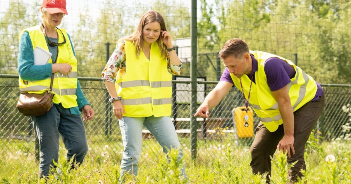 Bermscouts in Baarn, Bunnik en De Bilt gaan bermbloemen tellen voor beter beheer