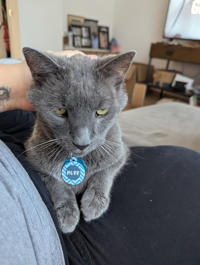 Heb jij Ivy of Murr gezien? Deze twee huisdieren worden in Veldhoven vermist