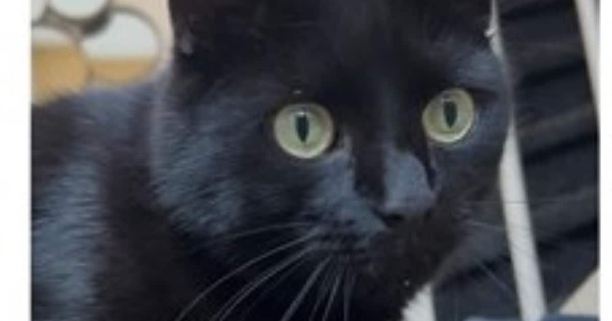 Heb jij Donsje of Pinda gezien? Deze twee huisdieren worden in Noordoostpolder vermist