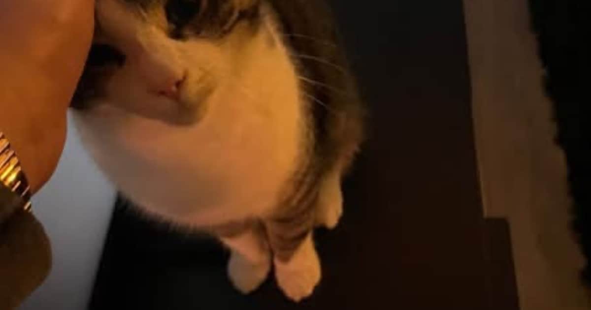 Heb jij Fien of Odin gezien? Deze twee huisdieren worden in Heerde vermist