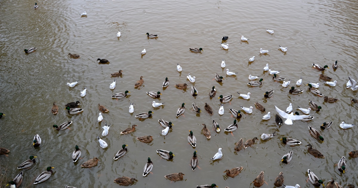 Dode eenden bij Amsterdamse rioolzuivering stierven door bacteriële vergiftiging