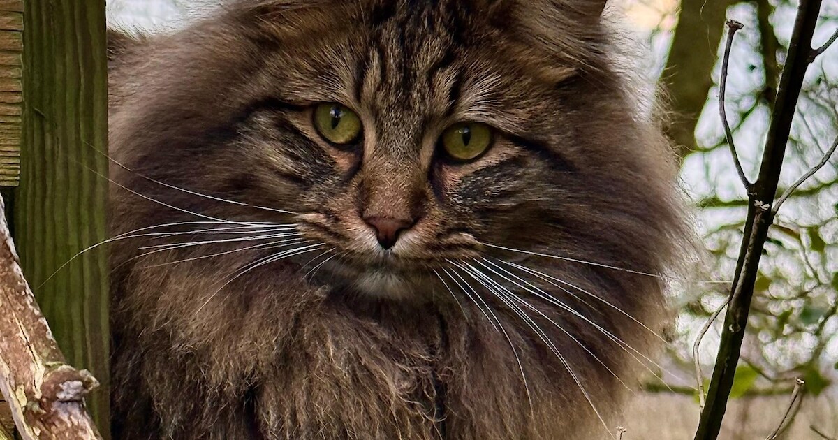 Heb jij Poeki, Joey of Farah gezien? Deze zes huisdieren worden in Hollands Kroon vermist