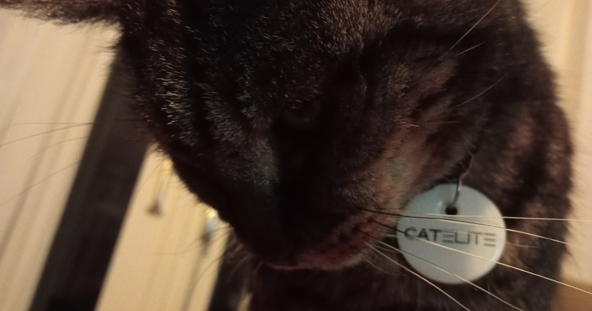 Heb jij Steffi, Giorno of Grijsje gezien? Deze vijf huisdieren worden in Den Helder vermist