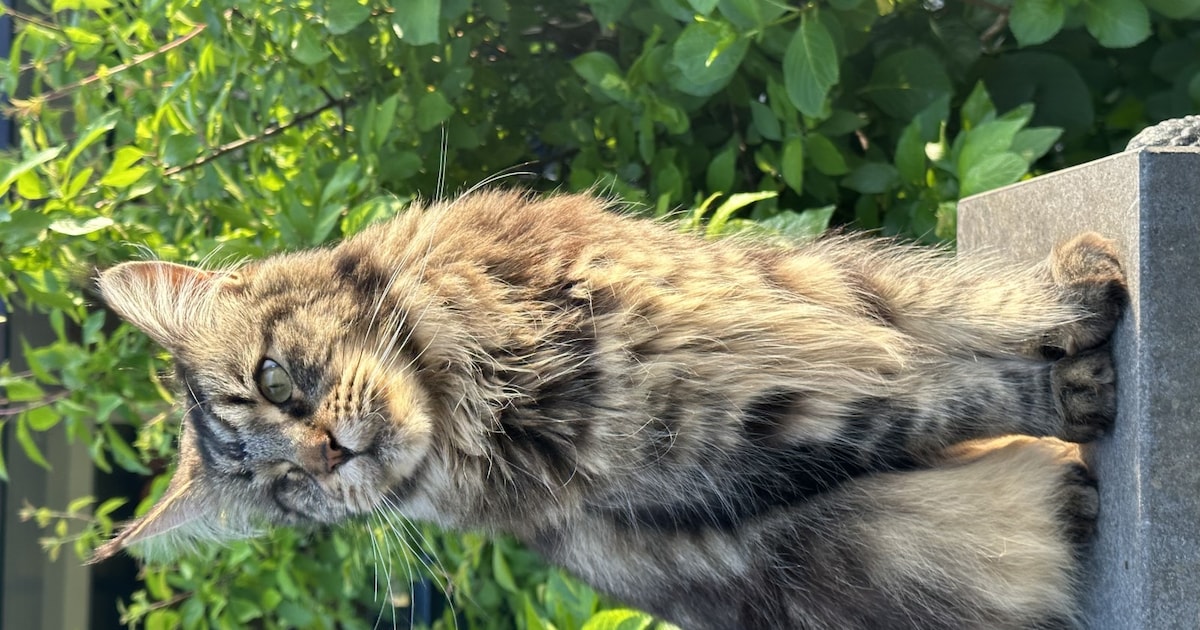 Heb jij Evi of Mari gezien? Deze drie huisdieren worden in Wijdemeren vermist