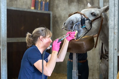Van flossen tot kiezen trekken: zo behandelt paardentandarts Kimm Bakker paarden op stal