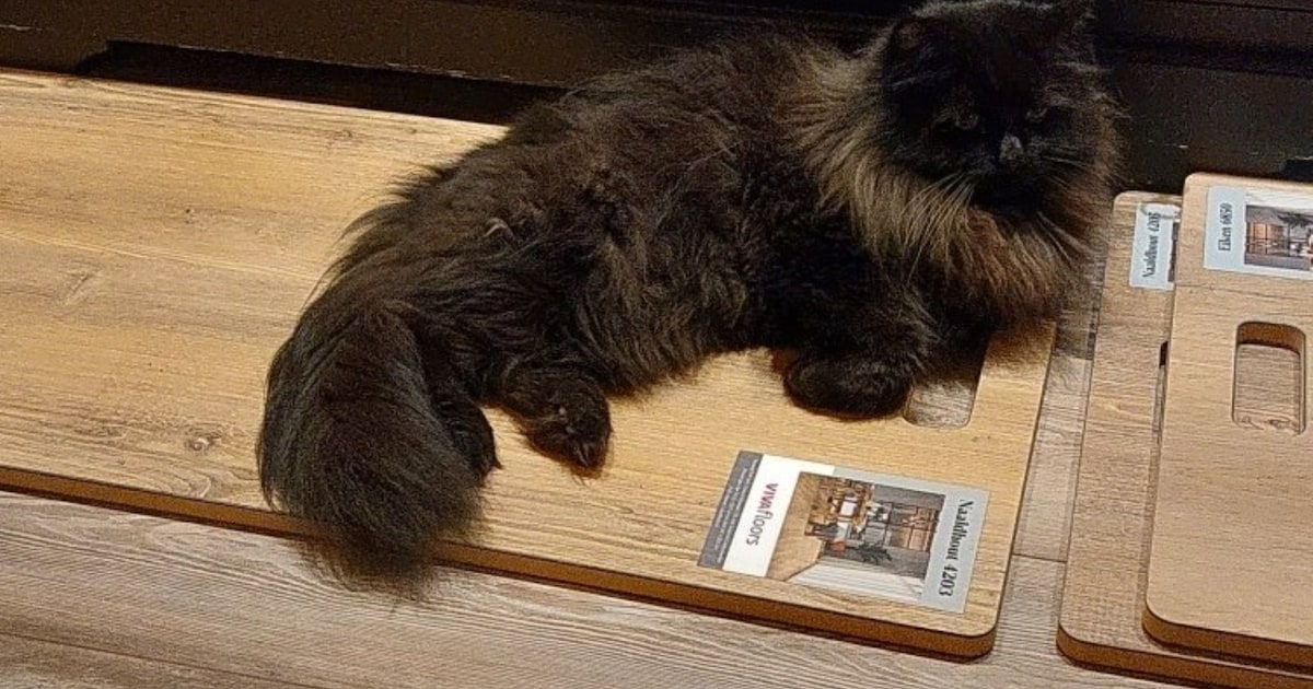Heb jij Boris of Noah gezien? Deze twee huisdieren worden in Drimmelen vermist