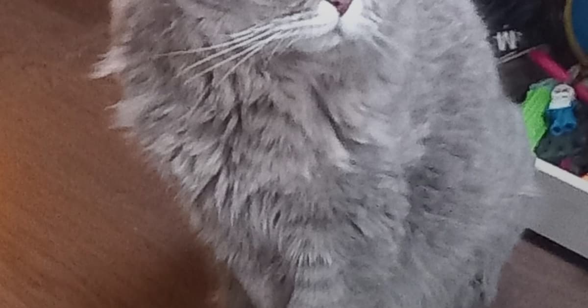 Heb jij Stylo of Smoky gezien? Deze twee huisdieren worden in Maastricht vermist