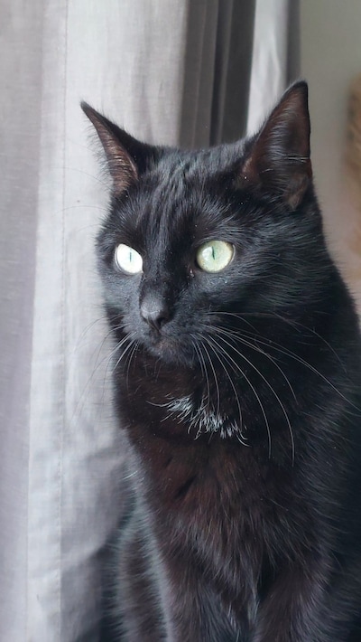 Heb jij Jacky, Garfield of Twix gezien? Deze vijf huisdieren worden in Oss vermist