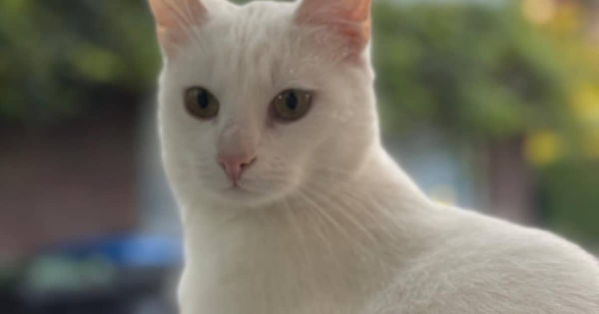 Heb jij Hope of Witje gezien? Deze twee huisdieren worden in Maasdriel vermist