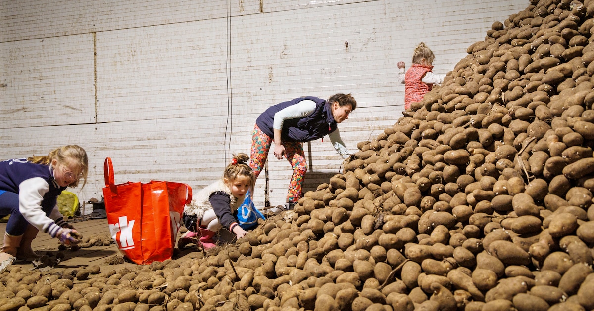 Red de Pieper: aardappelen in Dronryp dreigen weggegooid te worden, verkoop tegen kostprijs