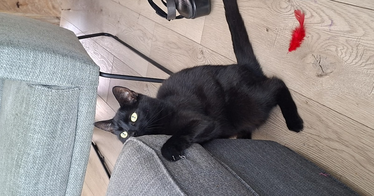 Heb jij Max gezien? Dit huisdier wordt in Noordwijk vermist