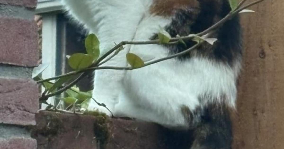 Heb jij Nala of Tommy gezien? Deze twee huisdieren worden in Hardinxveld-Giessendam vermist