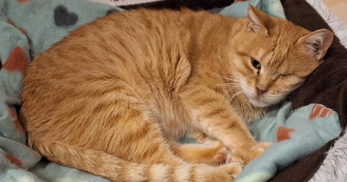 Heb jij Willow gezien? Dit huisdier wordt in Zeist vermist