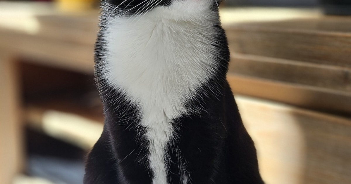 Heb jij Ruffy of Spike gezien? Deze twee huisdieren worden in Soest vermist