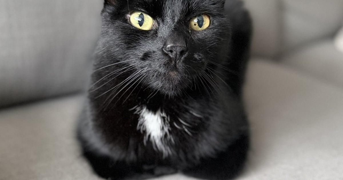 Heb jij Stewie of Loki gezien? Deze twee huisdieren worden in Heemskerk vermist