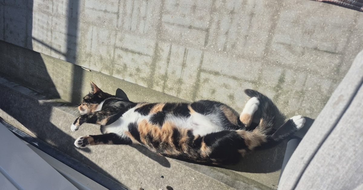 Heb jij Nowie of Sophie gezien? Deze twee huisdieren worden in Katwijk vermist