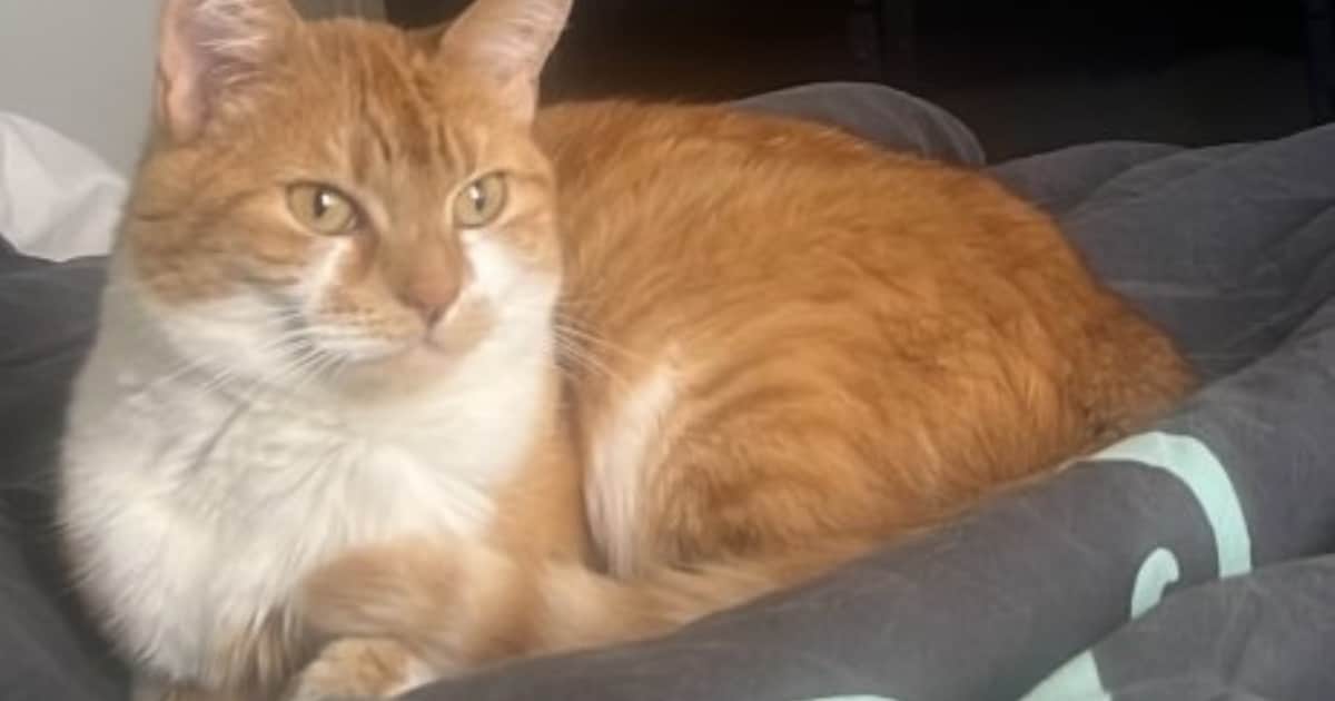 Heb jij Lola gezien? Dit huisdier wordt in Dongen vermist