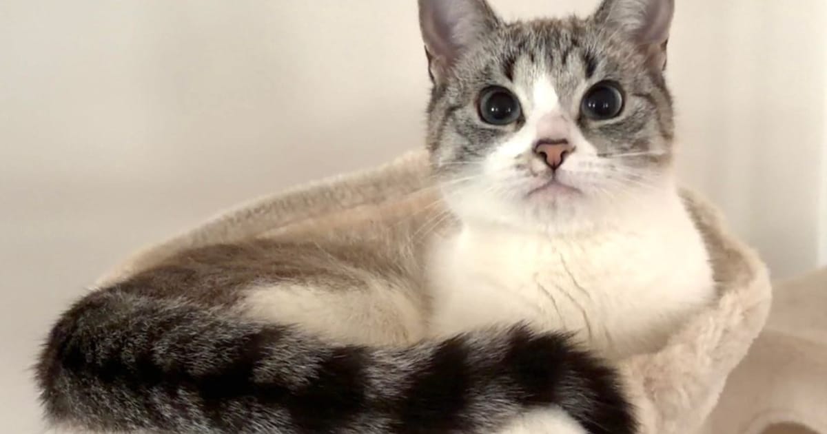 Heb jij Köpük gezien? Dit huisdier wordt in Stede Broec vermist