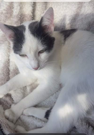 Heb jij Coco gezien? Dit huisdier wordt in Wageningen vermist
